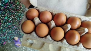 куры несушки