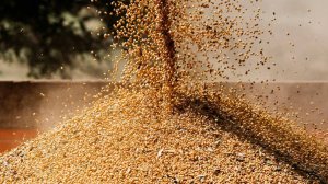 СМИ: Россия и Китай нанесли удар по соевым рынкам США