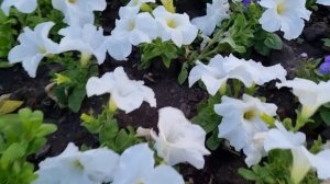 Из Германии в Россию/ Где Джесси?/ Как в детстве/ Экопарк Затюменский/ Тюмень/ Наша жизнь в России