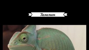 необычные домашние животные