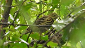 птица Конёк Лесной, наблюдение птиц в Великом Новгороде, 30 августа 2025
