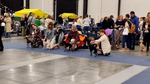 Рейтинговая выставка собак всех пород "Белые ночи-2025", г. Санкт-Петербург, 23.08.2025 Кеннел-клуб.