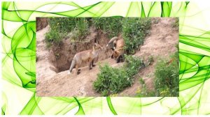 Демонстрация PowerPoint   животные весной 2024 03 11 11 35 29