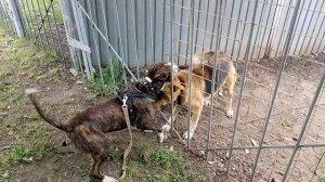 Амстафф 10 мес и немец овчарка _20250814