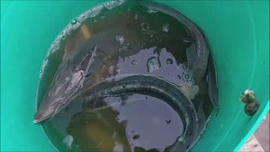 Зарыбление осетром нижнего водоёма 150 кг. Клёвое место, Лосиный остров.