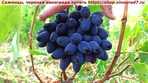 Виноград 6-7.08. 25- Новичок. Первая сигналка на молодом посаженном кустике- впечатляет размер, вкус