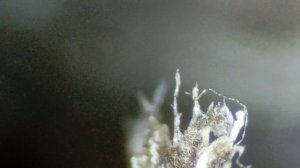 Путешествие в удивительный Мир живой природы 4-3 - Корень борщевика - желудок = зона 3