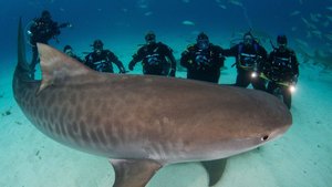 Тигровая акула HDTV