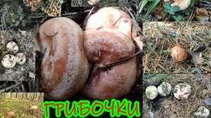 Грибникам посвящается!