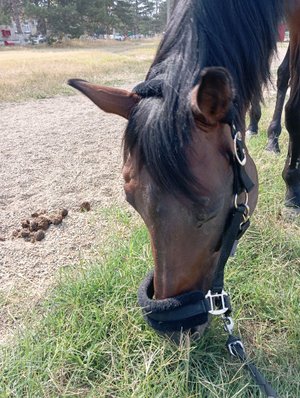 Маша, Лиза и Крутова.