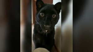 Наш TG https://t.me/liveofcats