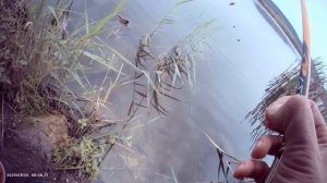 Ловля карася на поплавок🎣 Наживка тесто и опарыш. Клев хороший👍