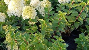 Осенний вальс гортензий в моем саду.
выращиваю гортензии от черенка до больших кустов.