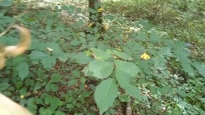 Красиво уходило лето...