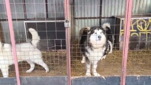 1 хаски упряжка