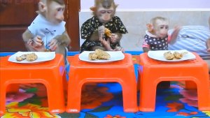 Обезьянки едят СНАЧАЛА ДЕРУТСЯ ВПЕРВЫЕ КАК ДЕТИ За столом спокойные почти УЛЫБНОТЕСЬ