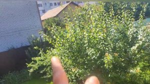 VLOG пирожки, дождище, променад по участку после дождя.