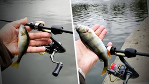 Конец лета, Качаловский пруд,  ROLANS FM WASP и  неугомонные окуньки