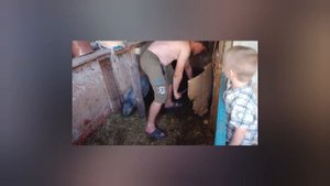 Уборочка у поросят идёт, красота смотреть как работают другие только не ты 😁.