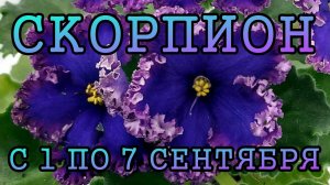 СКОРПИОН таро прогноз на неделю с 1 по 7 СЕНТЯБРЯ 2025 года.