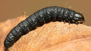 Гусеница 🐛 пожиратель зелени ,как выгнать гусениц с дачного участка