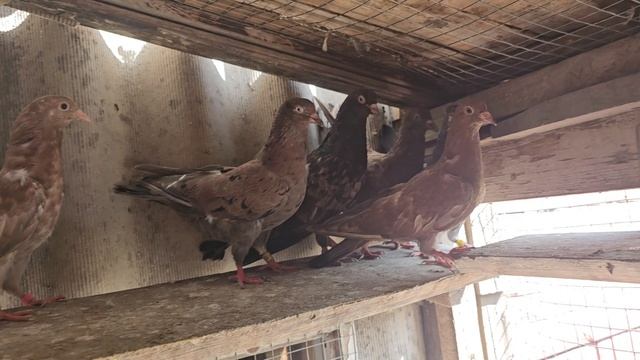 Буромраморные Бойные голуби. ДОНЕЦК ДНР.