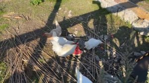 Чуть не остался без рук. Делаем ремонт в старом деревенском доме. Собираем урожай. Жизнь в деревне.