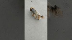 Мы идём гулять с собакой! | 30-авг-2025