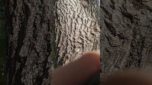 я залез на дерево и не могу вылезти 😸😸😸