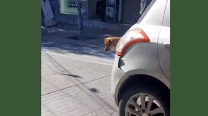 Подборка приколов, я ржал до слез, лучшие приколы 2025, Весёлые животные