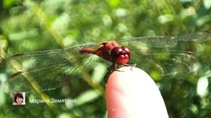 Экотерапия 26 серия.