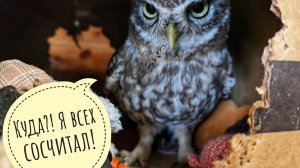 Ёжики оставили вкусное сорокам, а T-RexFood  прислал вкусного ёжикам! Пёс и кошка делят мышку