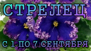 СТРЕЛЕЦ таро прогноз на неделю с 1 по 7 СЕНТЯБРЯ 2025 года.