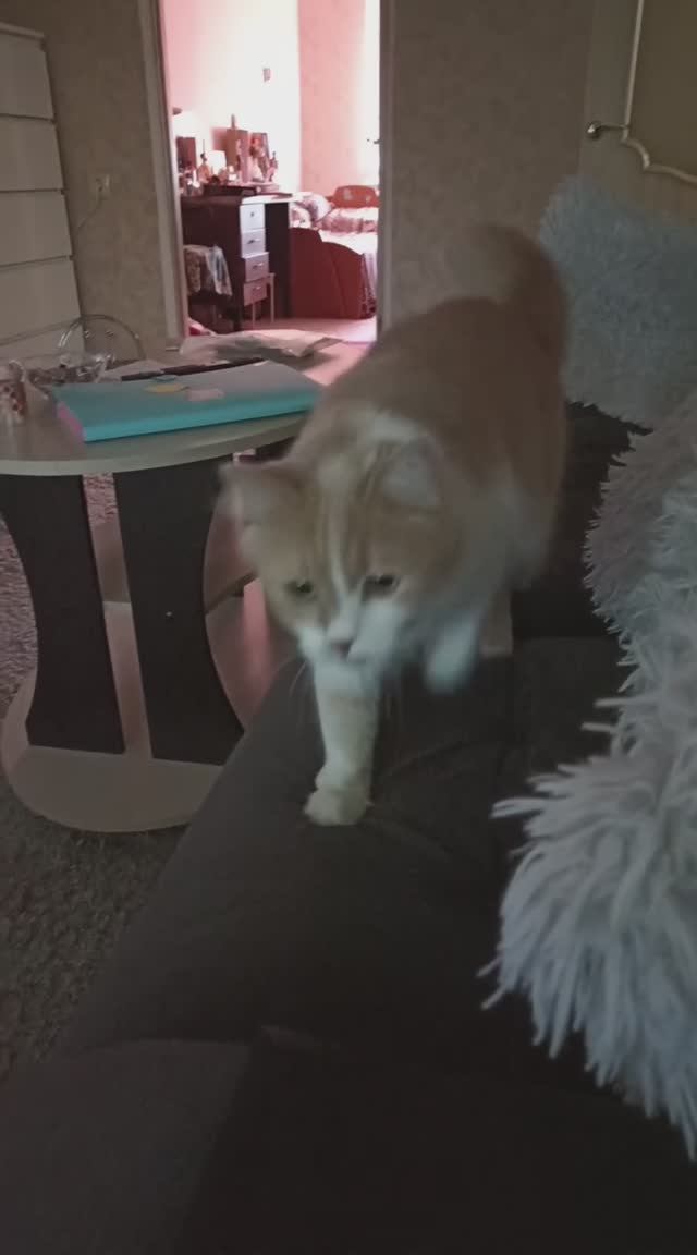 Джеромка булочка пушистая 💫 смотреть онлайн