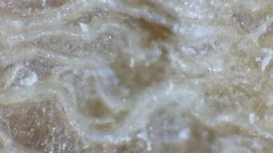 Путешествие в удивительный мир живой природы 4-1 = Корень борщевика - желудок.