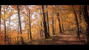 Янтарная осень...