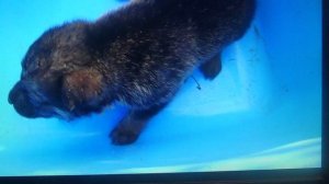 ПАМЯТЬ о животных, которые жили возле меня  Их век короткий.  ПОДПИШИСЬ