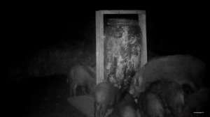 Стадо Кабанов на кормушке. Ленинградская область.