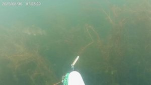 два промоха по крупным карпам