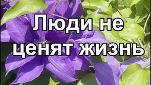Люди не ценят жизнь