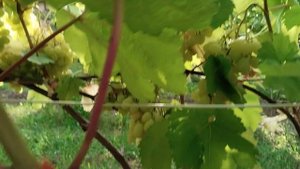 Виноград Валёк и Бананас на 29.08.25 🍇