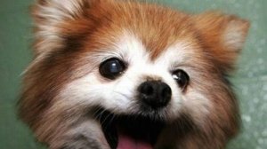 СМЕШНОЕ ВИДЕО ❤️ Смешные видео про животных😸Приколы с животными 😸Наши любимые смешные животные