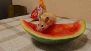 Смешной хомяк 🐹