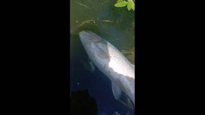 Дохлая рыба в реке . Щука кутум густера. Электроудочники проснулись.