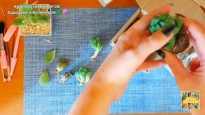 Хавортия и Котиледон.  Красота суккулентов.💖🌿