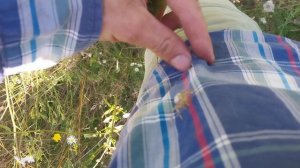 Нападение пауков :)