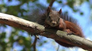 Проснулся, хотел бежать, но настроение было ленивое.