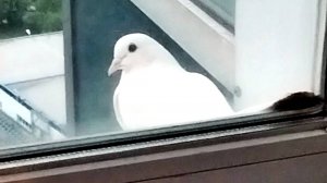 Поделись, если веришь в мир. Когда мир тихо стучится в окно - прислушайся... #МирНаЗемле