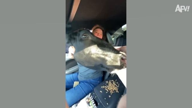 America′s Funniest Home Videos. Well, That Was Unexpected! 😆 Best Fails Of The Week