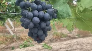 Тайная жизнь виноградной грозди: от верайзона до урожая.